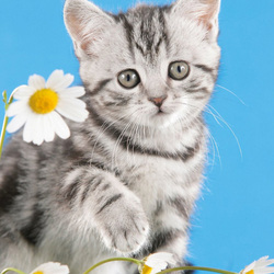 Пазл: Котенок