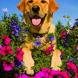 Пазл: В цветах