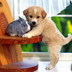 Пазл: Пушистые друзья