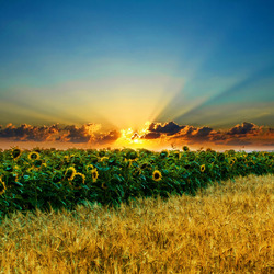 Пазл: Русские поля