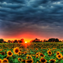 Пазл: На закате