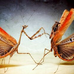 Пазл: Богомолы