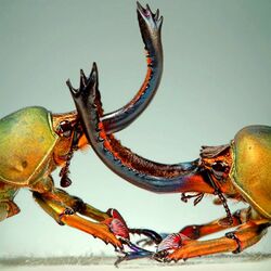 Пазл: Рогачи