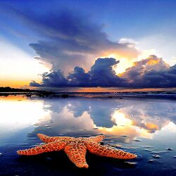 Пазл: Морская звезда