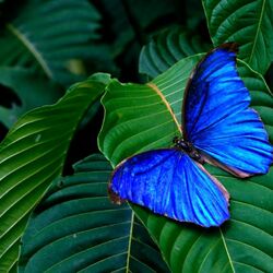 Пазл: Бабочка-красавица