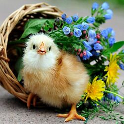 Пазл: С Днем Рождения, цыпа!