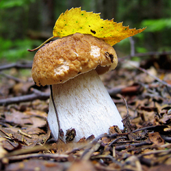 Пазл: Под листочком