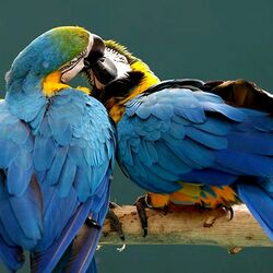 Пазл: Поцелуй попугая