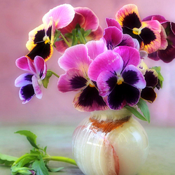 Пазл: Виолы