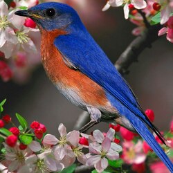 Пазл: Птичка