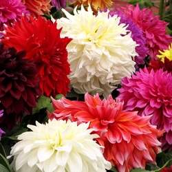 Пазл: Разноцветные георгины