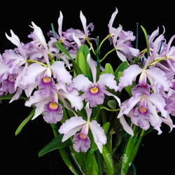 Пазл: Катлея