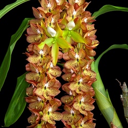 Пазл: Катасетум