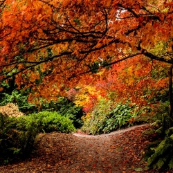 Пазл: Тропинка в лесу