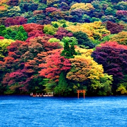 Пазл: Разноцветный лес