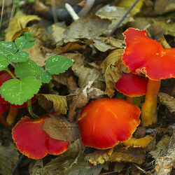 Пазл: Природа