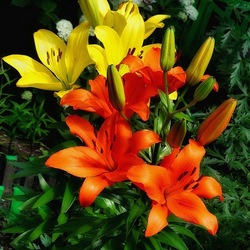 Пазл: Яркие краски лета