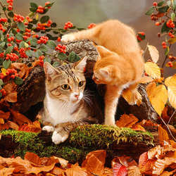 Пазл: В осеннем саду