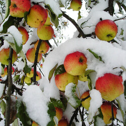 Пазл: Первый  снег