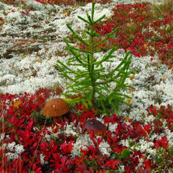 Пазл: Елочка и два гриба