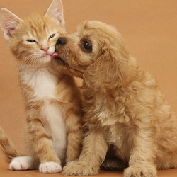 Пазл: Не люблю я эти собачьи нежности!