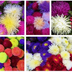 Пазл: Астры