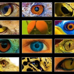 Пазл: Природный взгляд