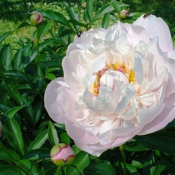 Пазл: Чаруя взгляд