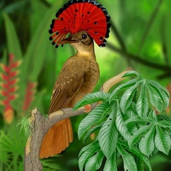 Пазл: Королевская мухоловка