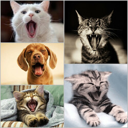 Пазл: Сводный  хор