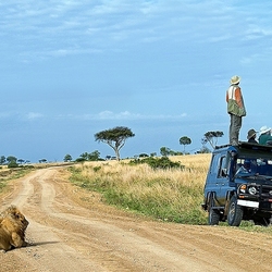Пазл: Найди льва