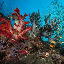 Пазл: Морские глубины