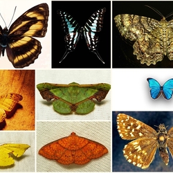 Пазл: Бабочки