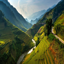 Пазл: Рисовые поля во Вьетнаме