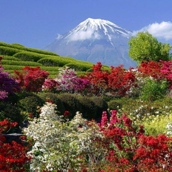 Пазл: Яркие краски природы