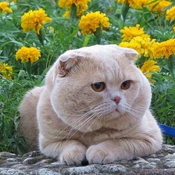 Пазл: Среди цветов