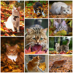 Пазл: Кошачья осень