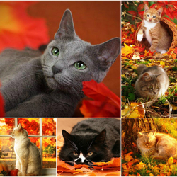 Пазл: Кошачья осень