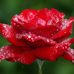 Пазл: Роза в росе