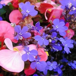 Пазл: Цветы  бегонии