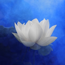 Пазл: Белый лотос