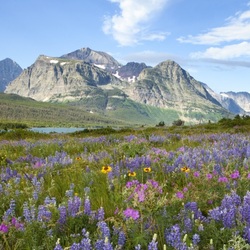 Пазл: Национальный парк Глейшер