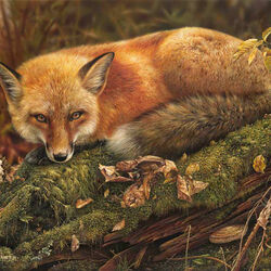 Пазл: Лисица