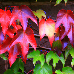 Пазл: Краски осени