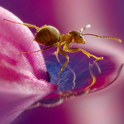 Пазл: Муравьишка