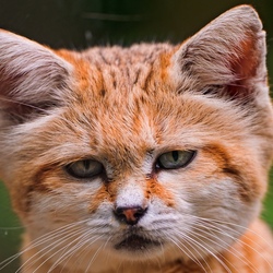 Пазл: Барханный  кот