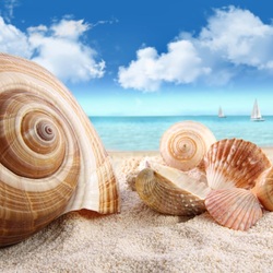 Пазл: Ракушки на песке