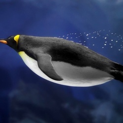 Пазл: Пингвин-ныряльщик