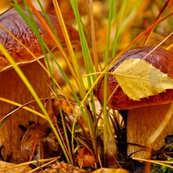 Пазл: В ясный осенний день