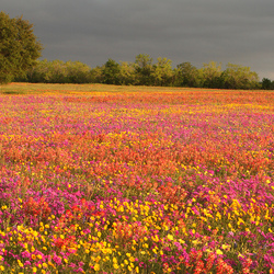 Пазл: Море цветов